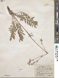 Potentilla crinita image