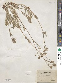 Potentilla crinita image