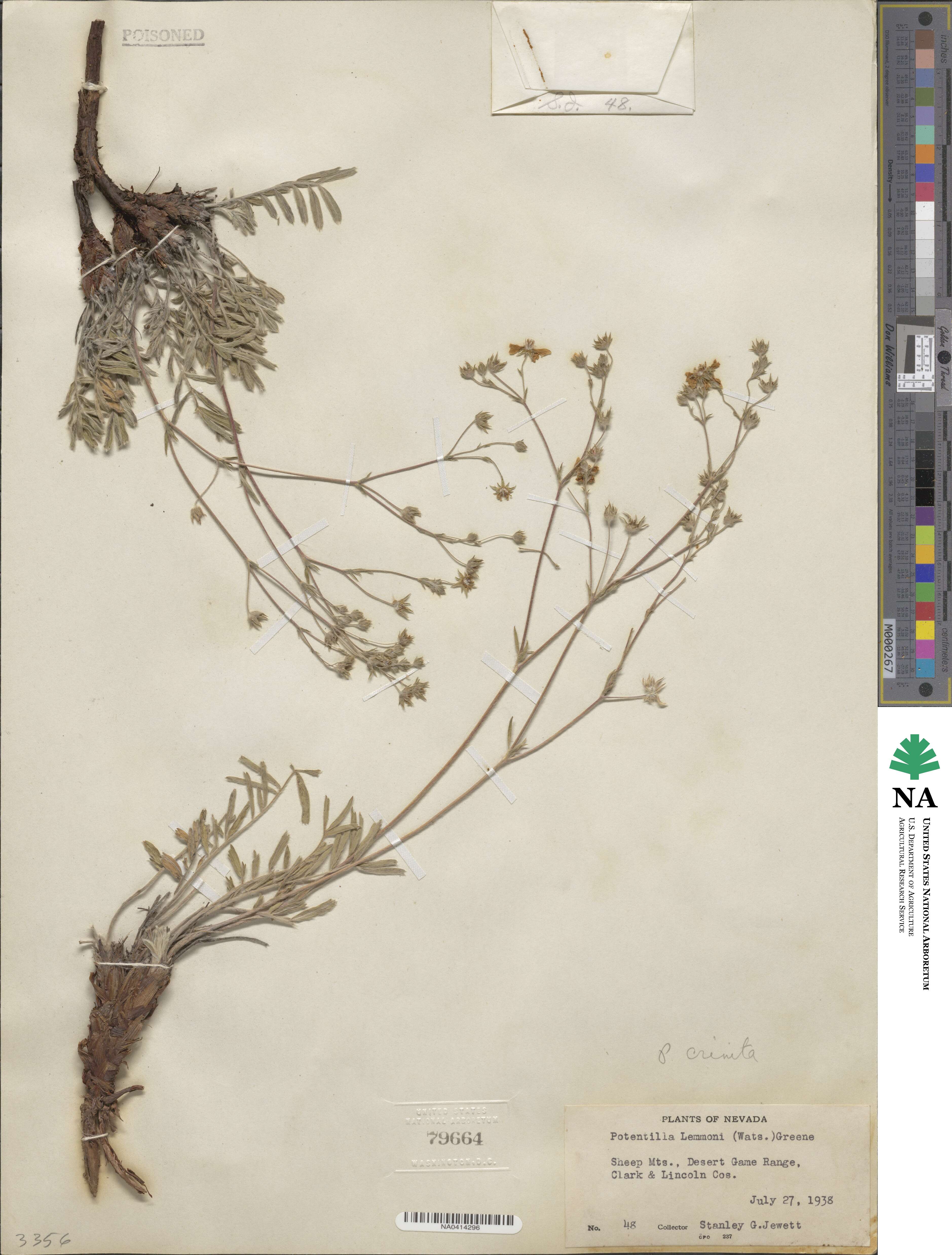Potentilla crinita image