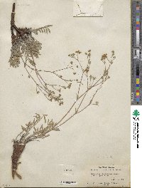 Potentilla crinita image