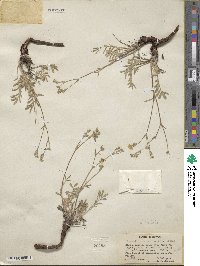 Potentilla crinita image
