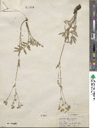 Potentilla crinita image