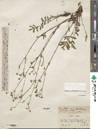 Potentilla crinita image