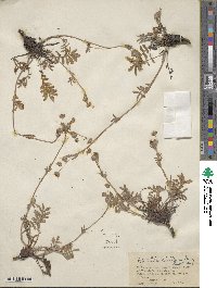 Potentilla crinita image