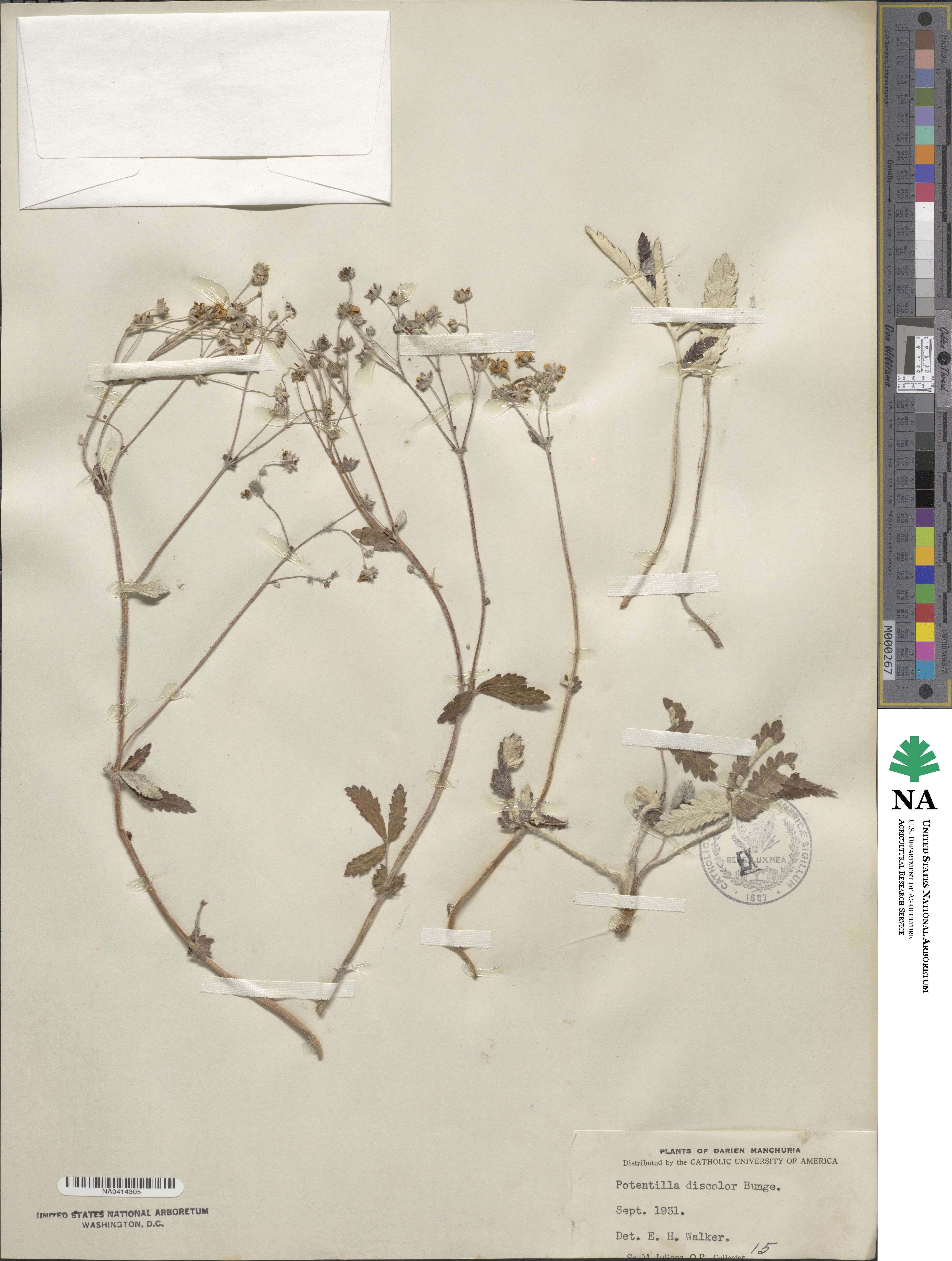 Potentilla discolor image