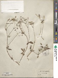 Potentilla discolor image