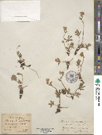 Potentilla neglecta image