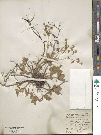 Potentilla neglecta image