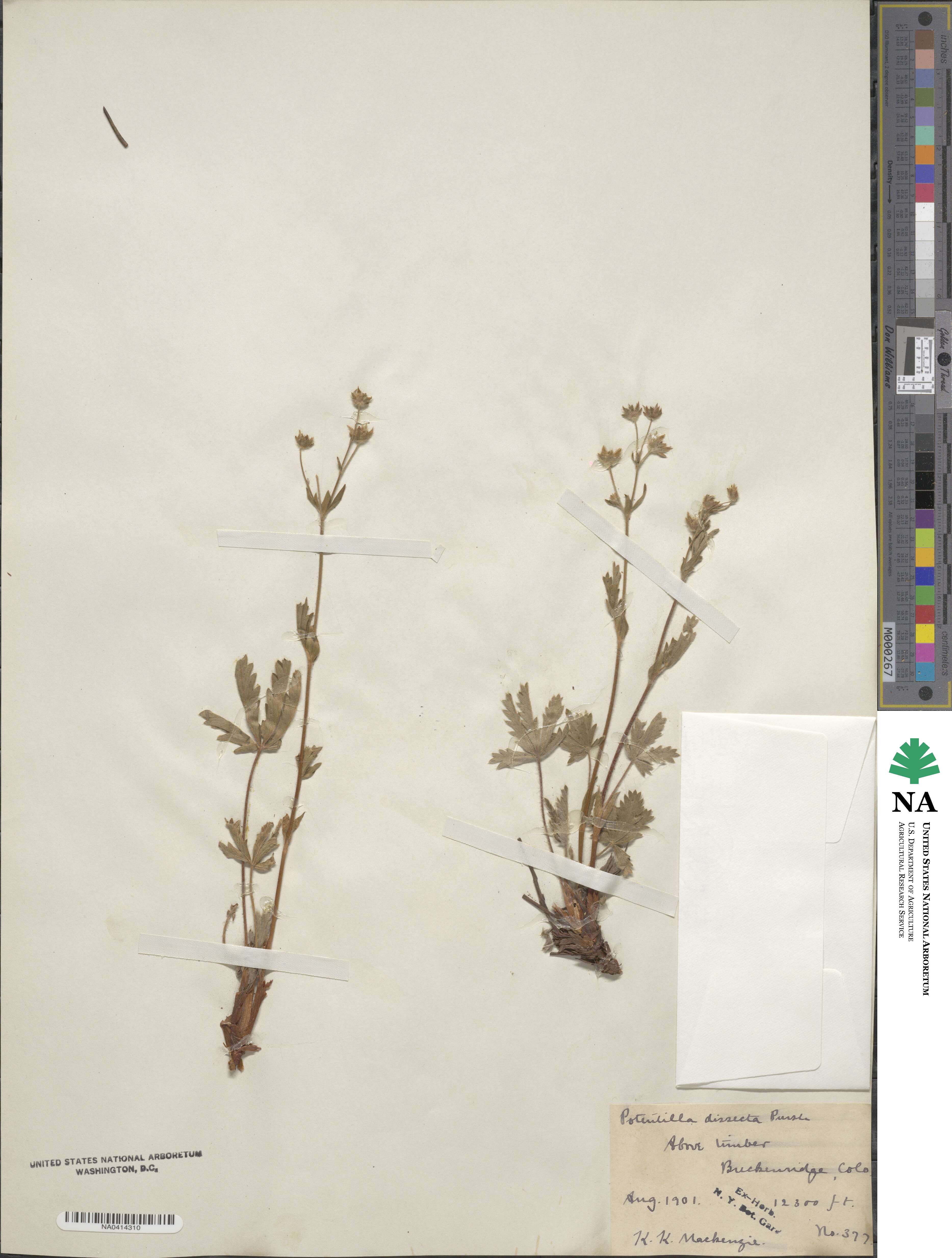 Potentilla neglecta image