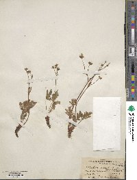 Potentilla neglecta image