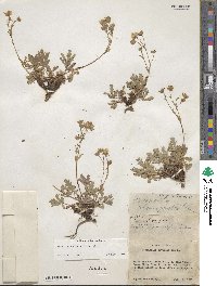 Potentilla diversifolia image