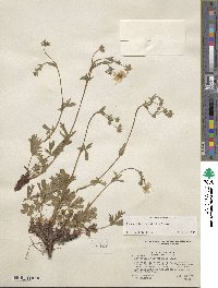 Potentilla diversifolia image