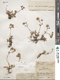 Potentilla diversifolia image