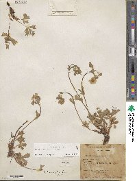 Potentilla diversifolia image