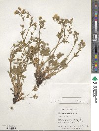 Potentilla diversifolia image