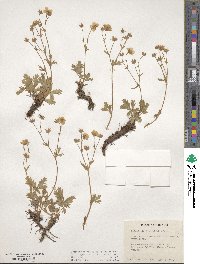 Potentilla diversifolia image