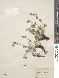 Potentilla diversifolia image