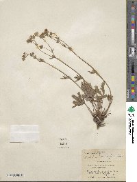 Potentilla diversifolia image