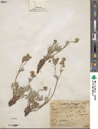 Potentilla diversifolia image