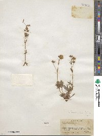 Potentilla diversifolia image