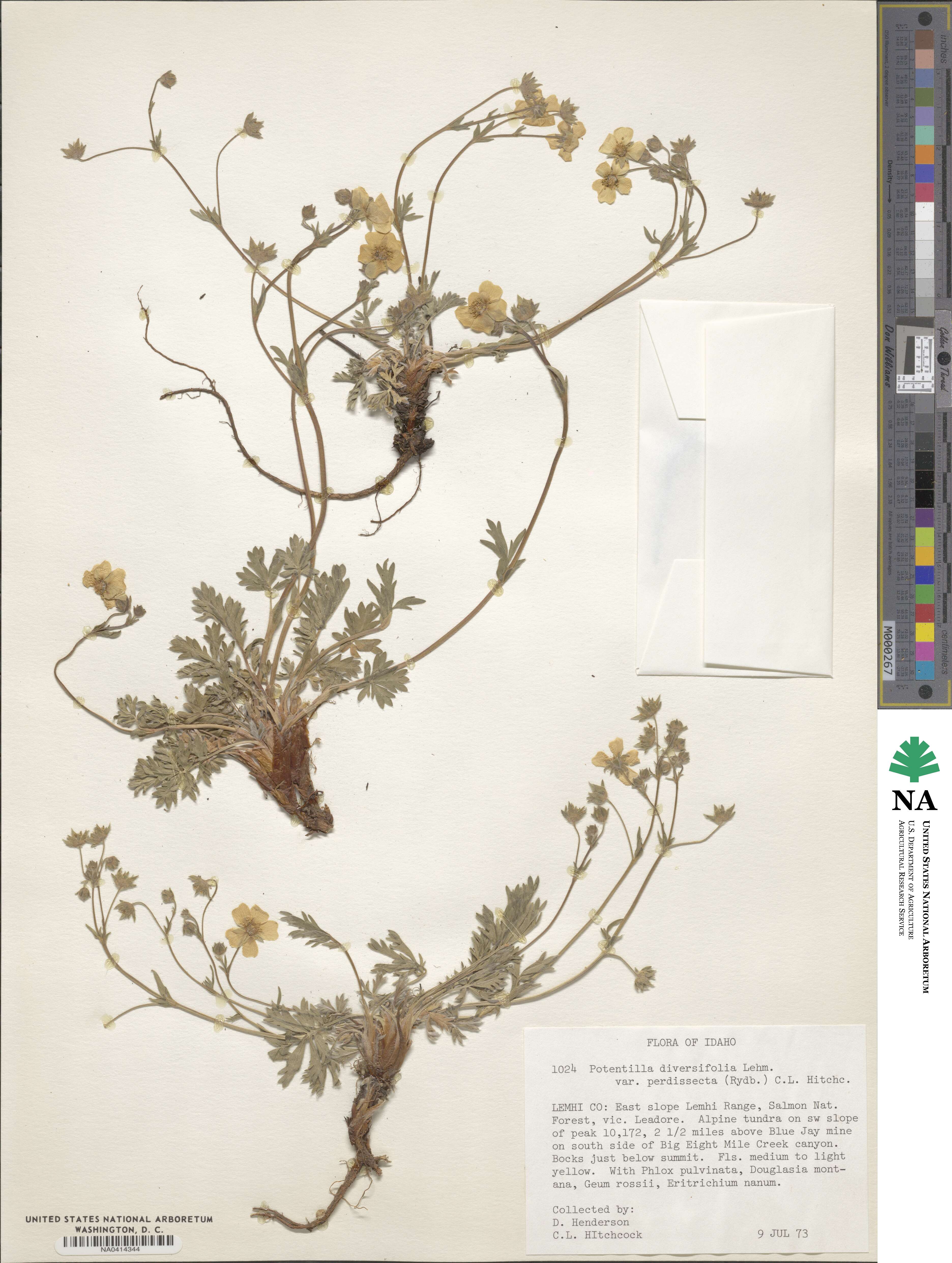 Potentilla diversifolia var. perdissecta image