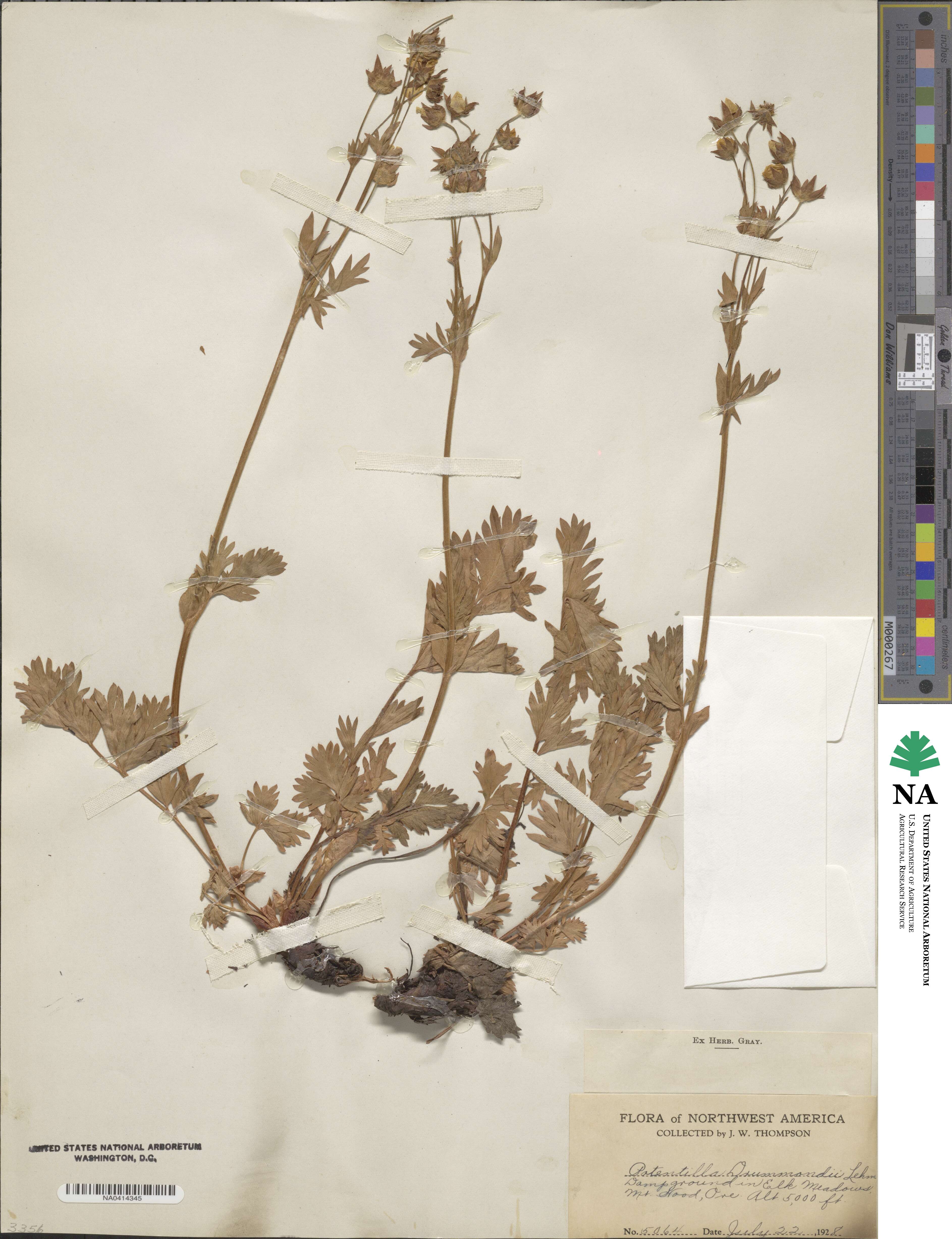 Potentilla drummondii image