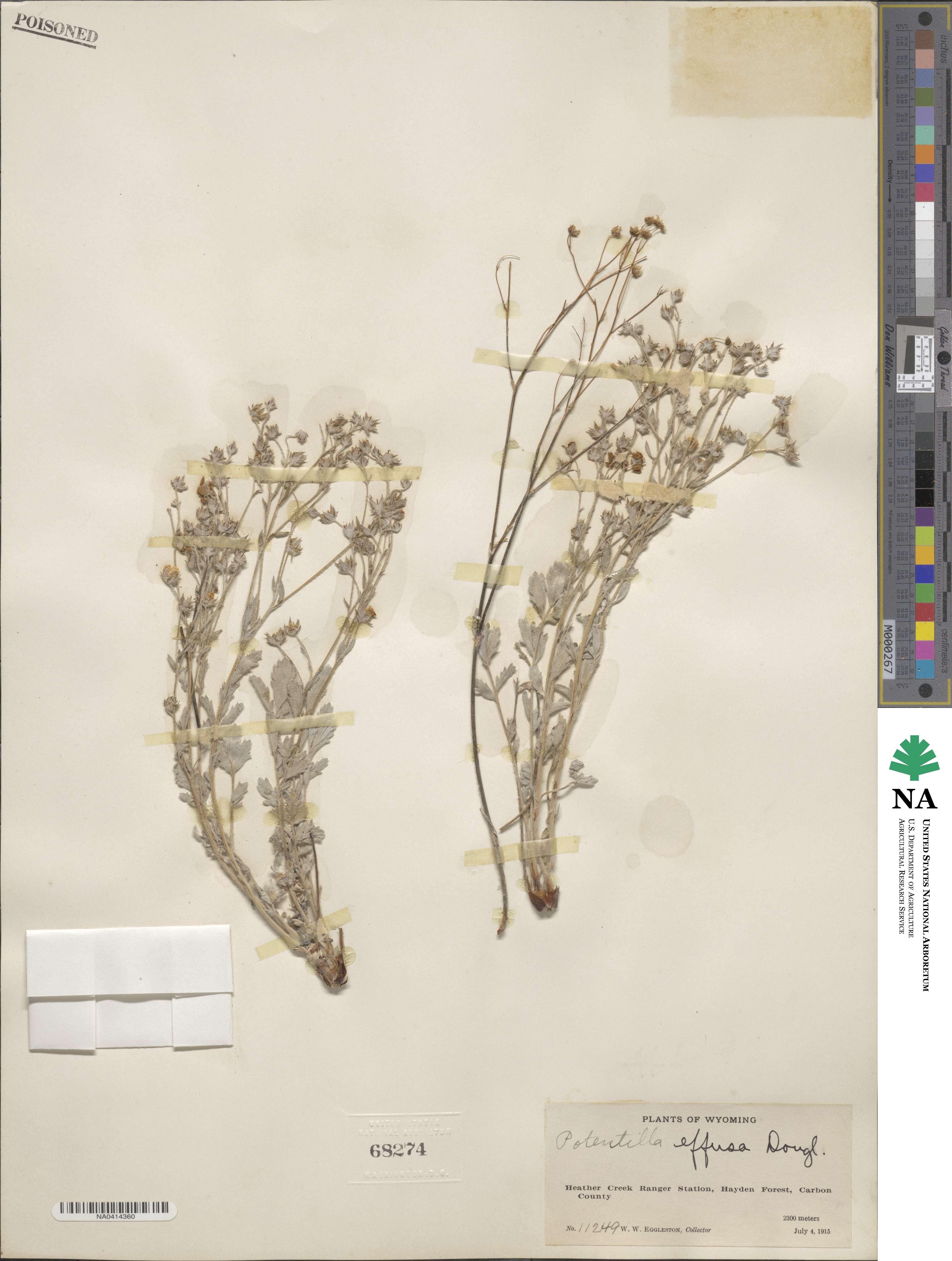 Potentilla effusa image