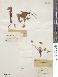 Potentilla emarginata image