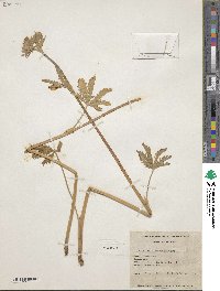 Potentilla gracilis var. fastigiata image