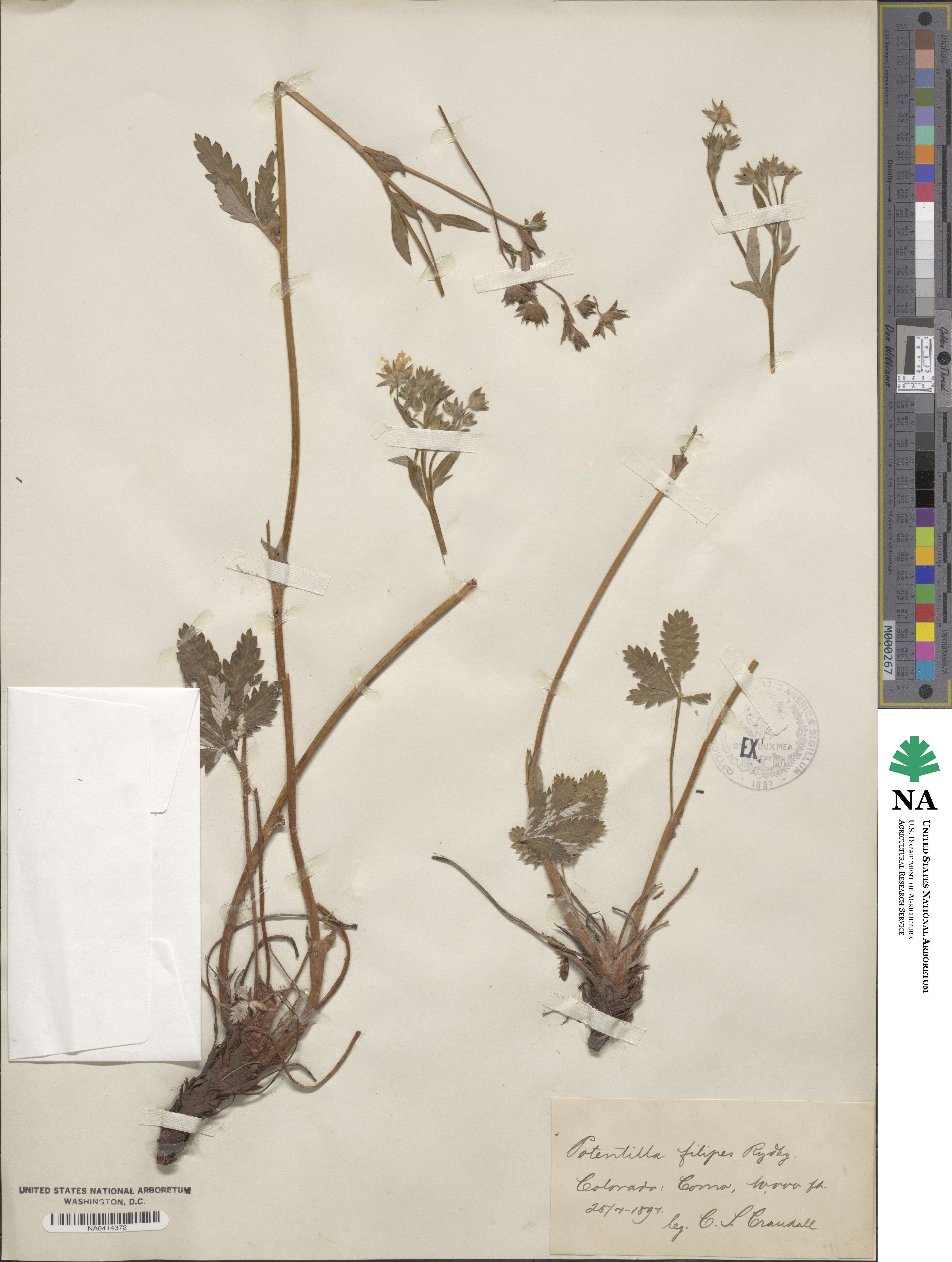 Potentilla pulcherrima image