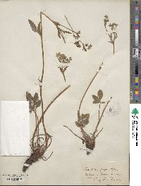 Potentilla pulcherrima image