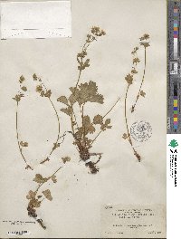 Potentilla flabellifolia image