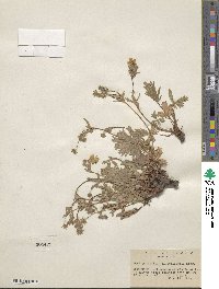 Potentilla flabellifolia image