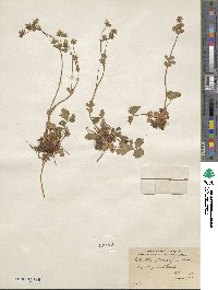 Potentilla flabellifolia image