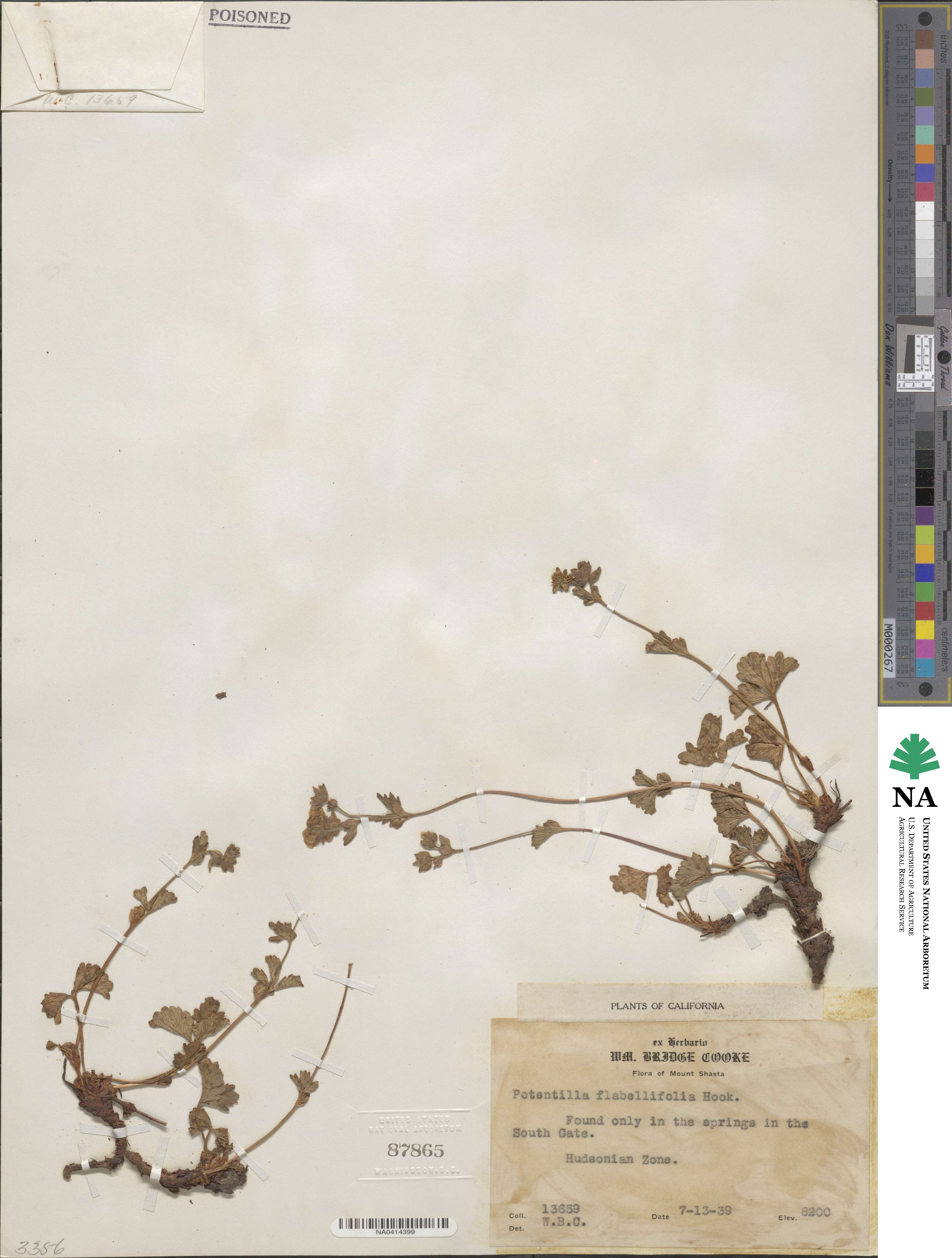 Potentilla flabellifolia image