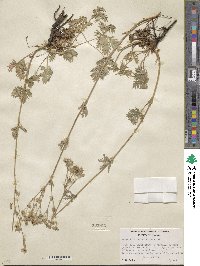 Potentilla gracilis var. flabelliformis image