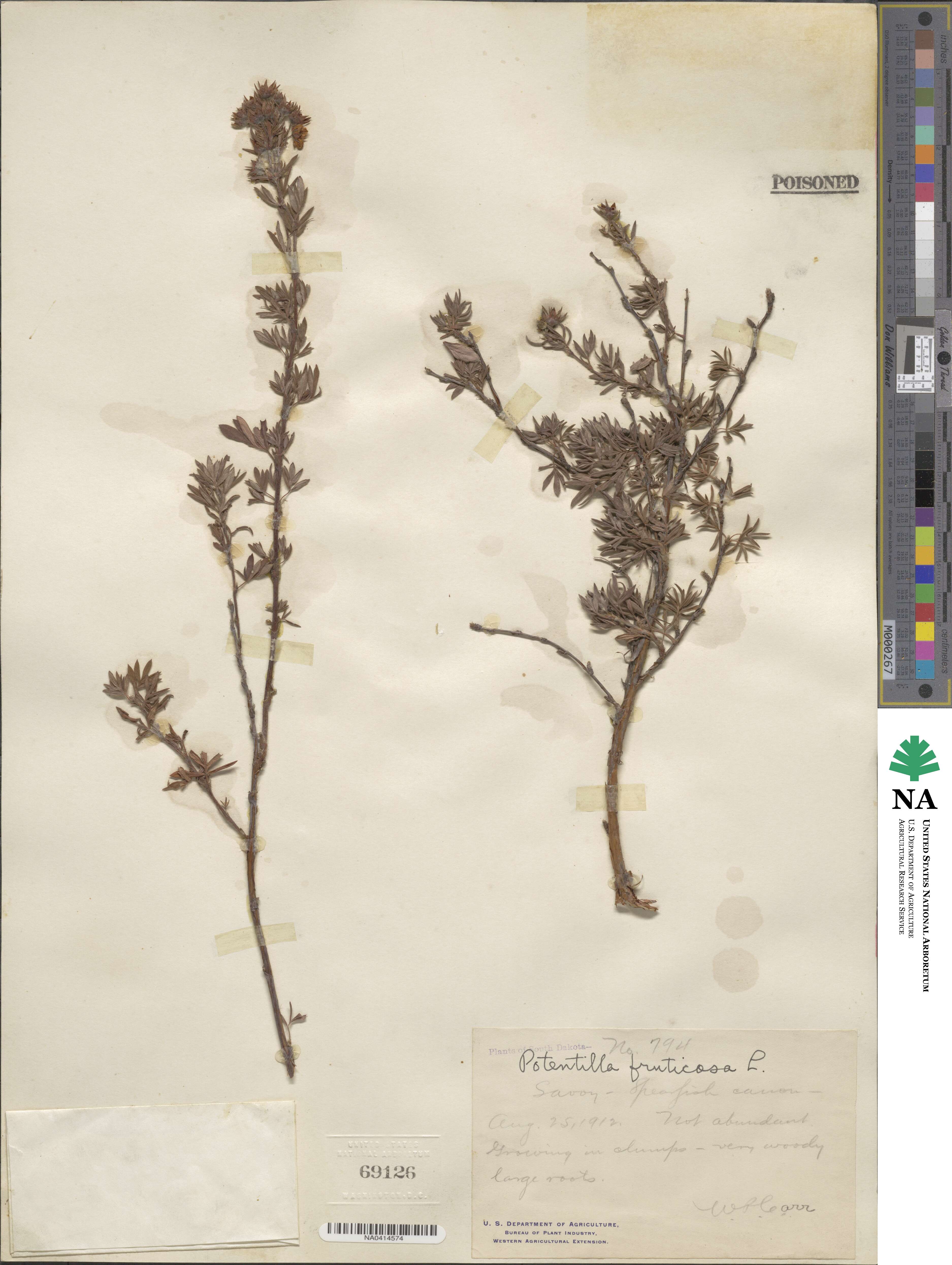 Dasiphora fruticosa image