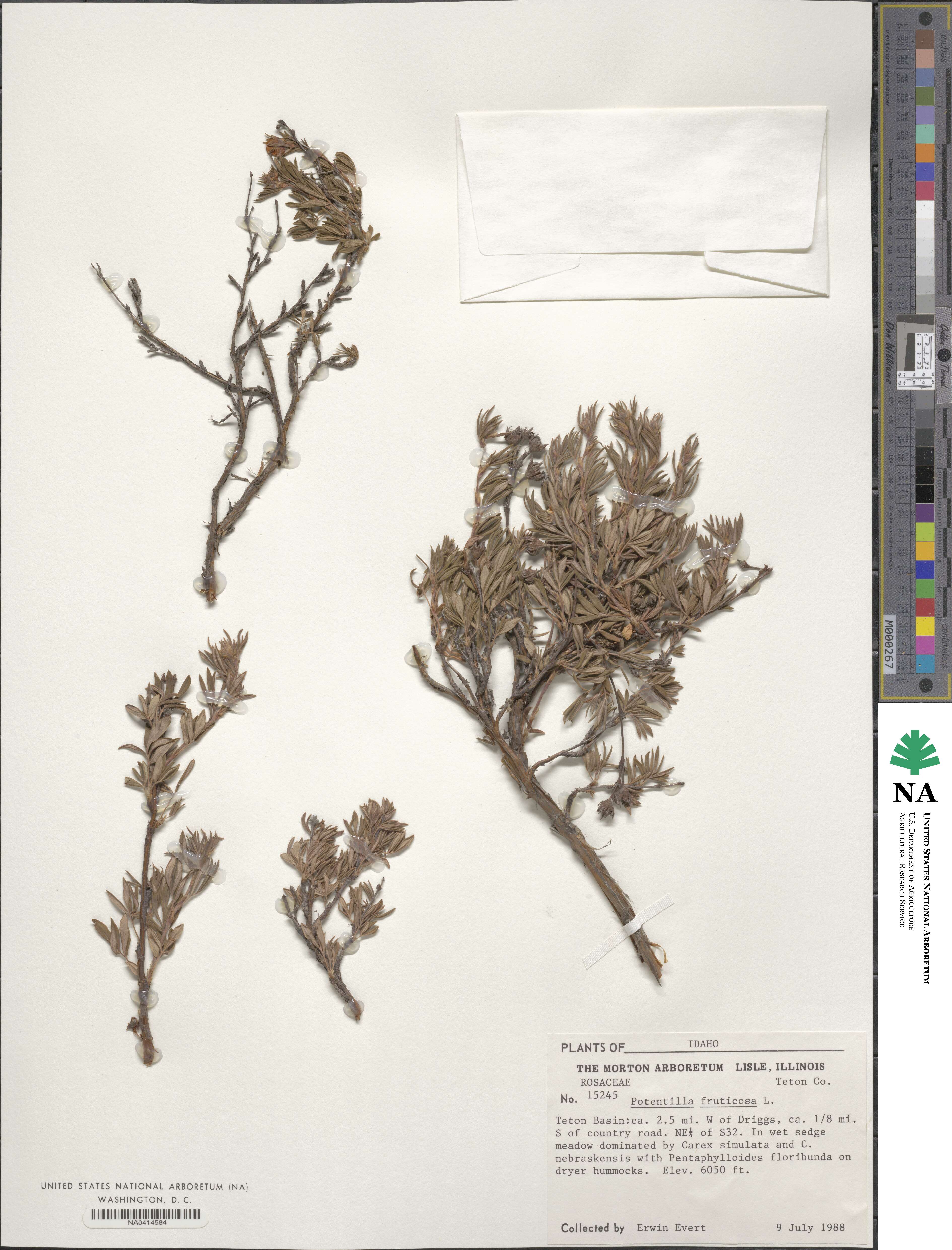 Dasiphora fruticosa image