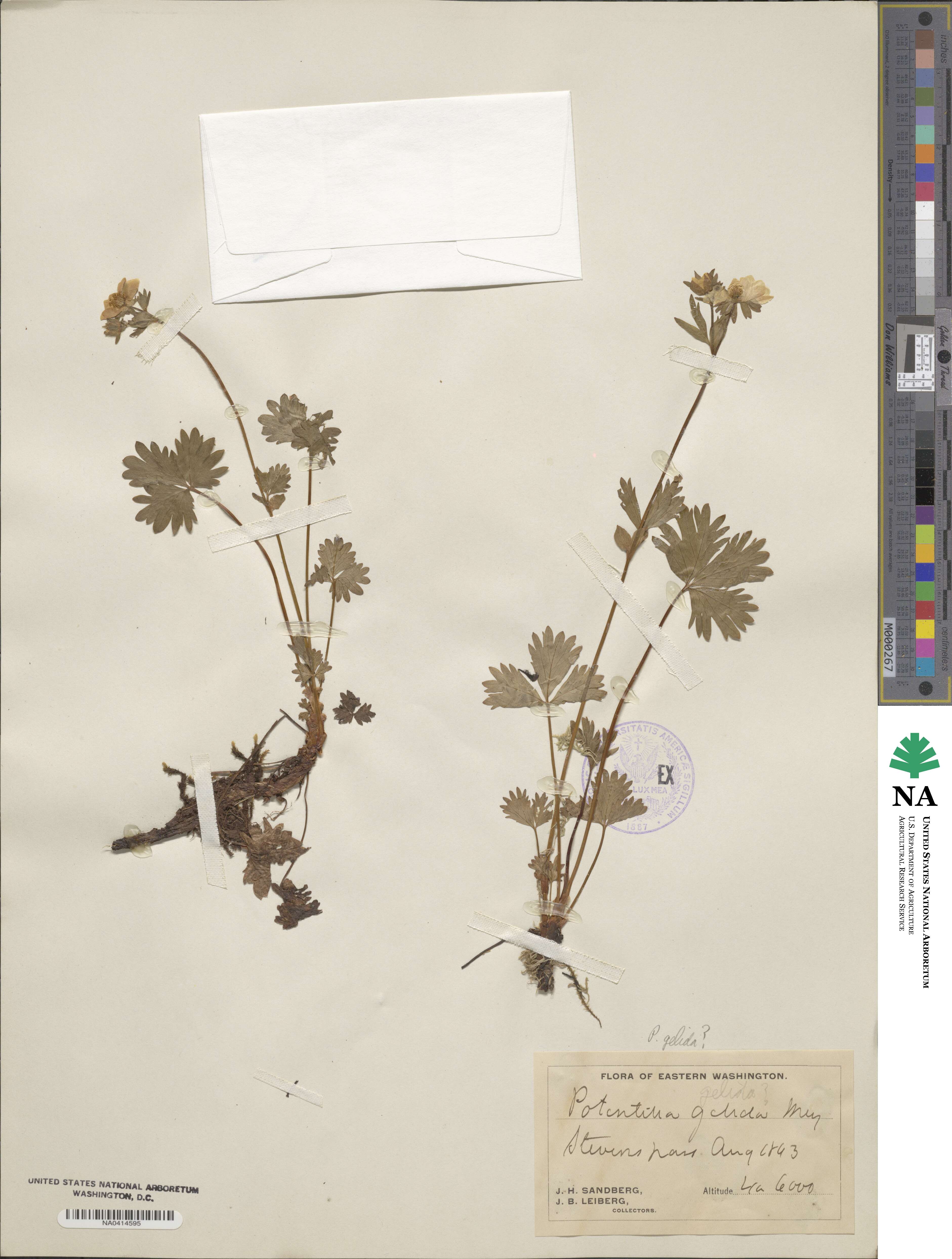 Potentilla crantzii subsp. gelida image