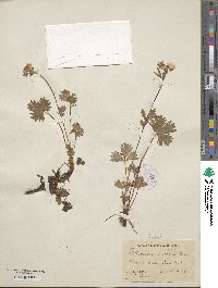 Potentilla crantzii image