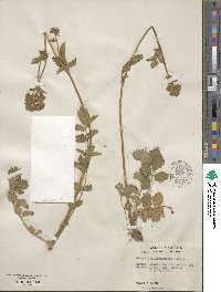 Potentilla glandulosa image