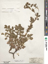 Potentilla glandulosa image