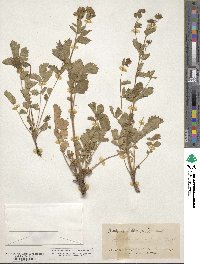 Potentilla glandulosa image