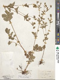 Potentilla glandulosa image