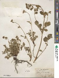 Potentilla glandulosa image