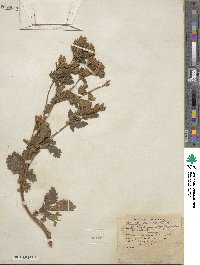 Potentilla glandulosa image