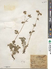 Potentilla glandulosa image