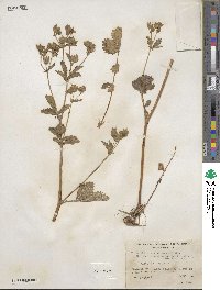 Potentilla glandulosa image