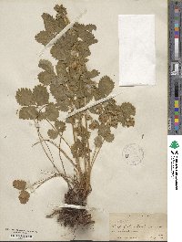 Potentilla glandulosa image