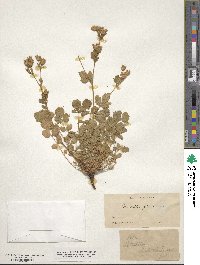 Potentilla glandulosa image